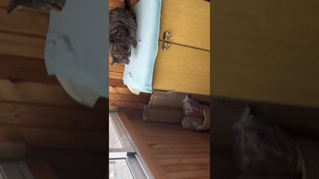 СИМБА ЕСТ ГОЛУБЯ!!🤤 Я ЭЛЬФ🧝♀️🤩 смотреть онлайн