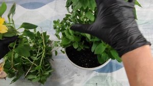 Как заставить вашу альстромерию цвести