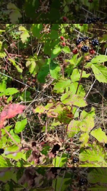 Это наверное земляника, кто знает что это за ягода нап? смотреть онлайн