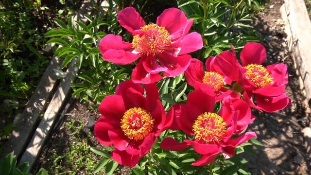 Хохлома - Горобец В.Ф. , Тыран И.А., 1986, смотреть онлайн