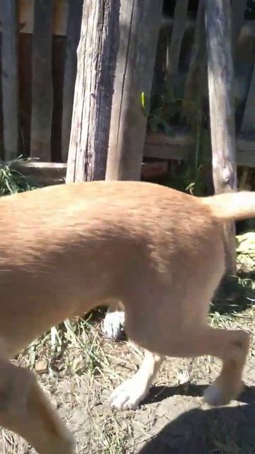 Дина ест огурцы❤️🐕. #собаки #помощьживотным #бездомн смотреть онлайн