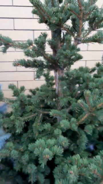 🌲Красивые хвойные растения, крупномер | Telegram: https://t.me/l смотреть онлайн