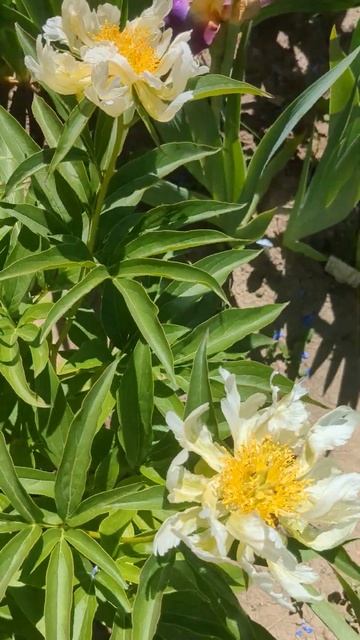 Півонія Green Lotus. Перше цвітіння. #peonyGreenLotus смотреть онлайн
