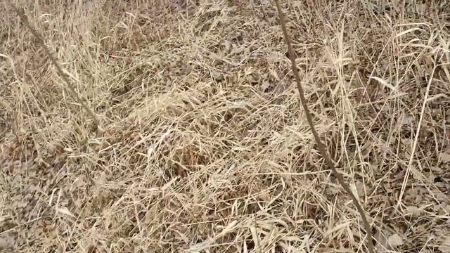 В Лес гонял Требы носил, Сок пошёл с берёз да клещей ве? смотреть онлайн