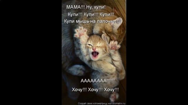Приколы про котов и кошек видео