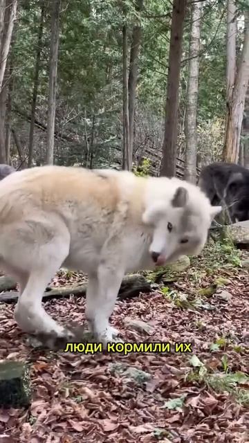 Волки и люди - старые союзники 🫂 🐺 #ии #природа #живот? смотреть онлайн