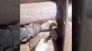 Конопатка сруба!!!!самый лёгкий способ и правильный)