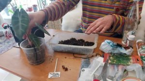 Алоказия Розовый Дракон