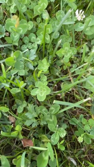 Ищем клевер 🍀 #котик#котикснежок #клевер смотреть онлайн