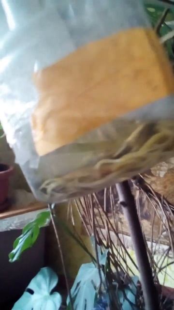 Monstera Kropyvnytskyi (066)79-00-224 call for info 11 июня 2023 смотреть онлайн