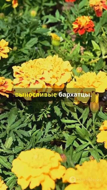 Цветы которые растут на улице смотреть онлайн