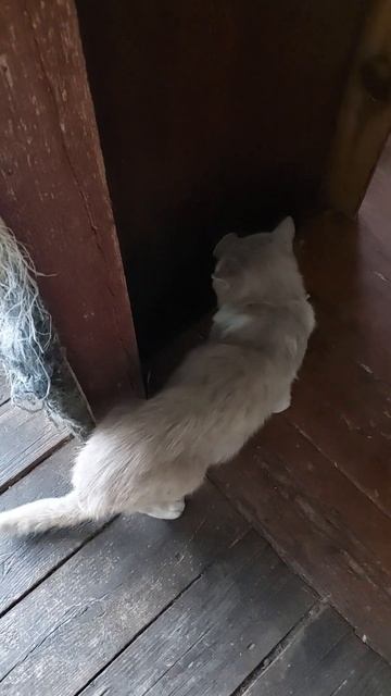 Кот Кеша на веранде с кошачьей мятой смотреть онлайн