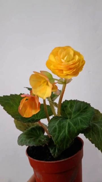 Бегония гулу смотреть онлайн