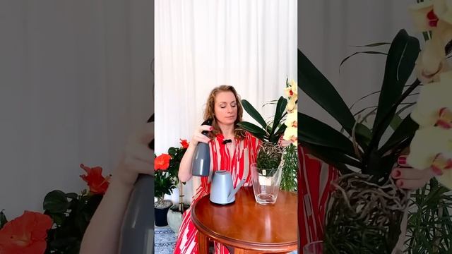 Уход за орхидеями у меня постоянно эволюционирует, я у смотреть онлайн