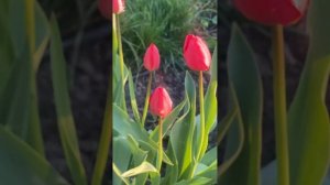 Тюльпаны!Когда  выкапывать и сажать луковицы тюльпано