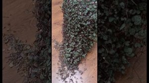 Церопегия Вуда. Выращивание и уход. Мой опыт.