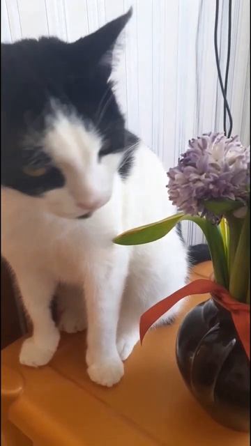 Шнурок любит нюхать цветы #безкотажизньнета #котик #пу смотреть онлайн
