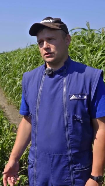 Урожайность сорго-суданкового гибрида #животноводств