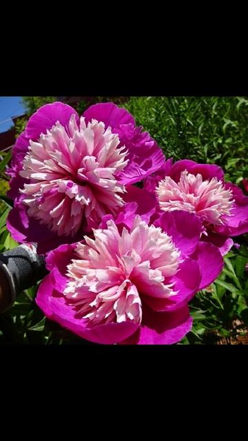 Пион "Селебрити" (Paeonia lactiflora Celebrity) #цветы #сад #flowers #garden # смотреть онлайн