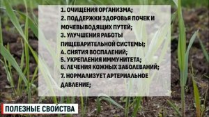 Пырей ползучий полезные свойства и противопоказания |
