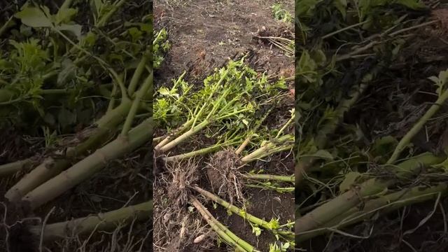 Копаю георгины #сельскоехозяйство #цветы #георгины #са смотреть онлайн