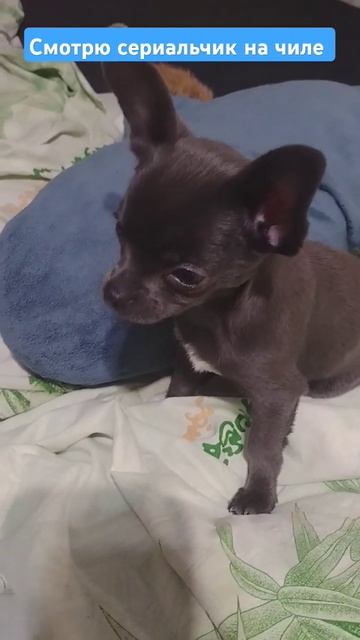 Отдых дома🐾. #домашниеживотные #домашниелюбимцы #? смотреть онлайн