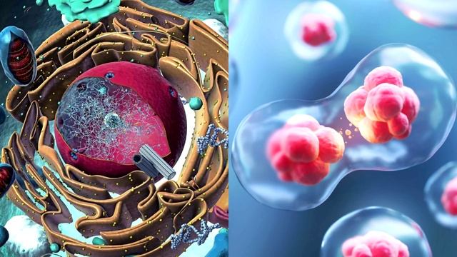 Цикл жизни человеческих клеток смотреть онлайн