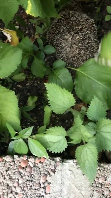 А ёжики малинку едят?😀#ёжик#природа смотреть онлайн