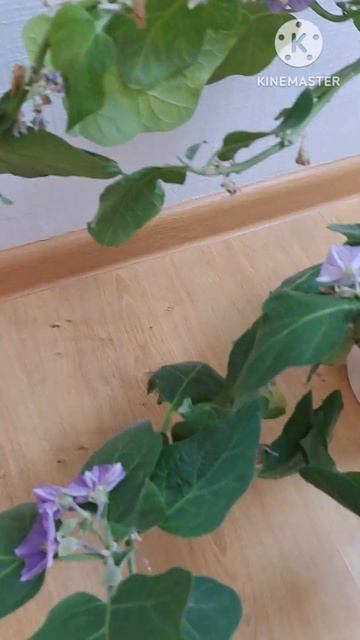 Баклажан на подоконнике. Почему больше не стану выращ? смотреть онлайн