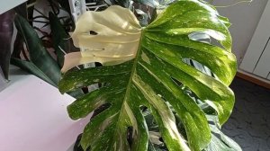 Монстера Тайское Созвездие выпустила огромный лист 45?