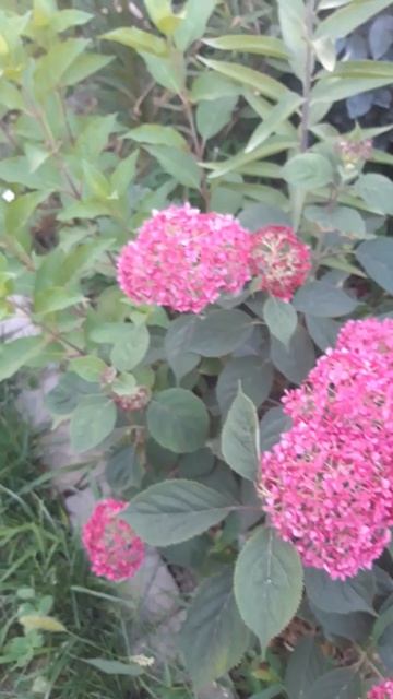 Гортензия древовидная: Анабель,Руби Анабель