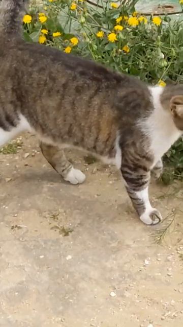 Кошка гуляет возле кошачьей мяты 😹 Nice cute cat walk 😻 Lustige k смотреть онлайн