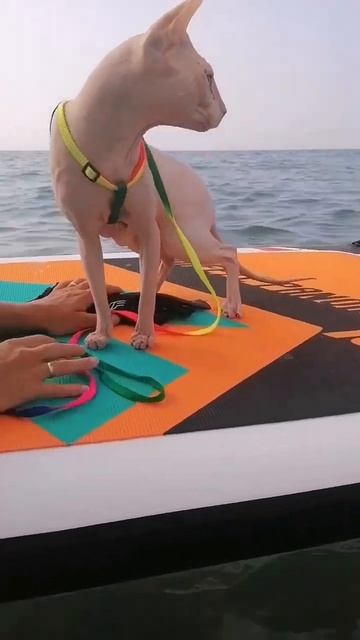 Когда купил Сапборд по акции 😂 #кот #котнасапе. В виде? смотреть онлайн