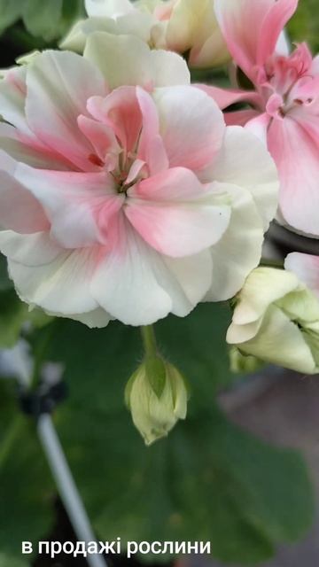 в продажі пеларгонія #пеларгонии #пеларгония #купить смотреть онлайн