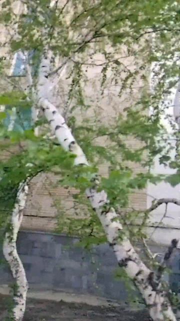 Русская берёза смотреть онлайн