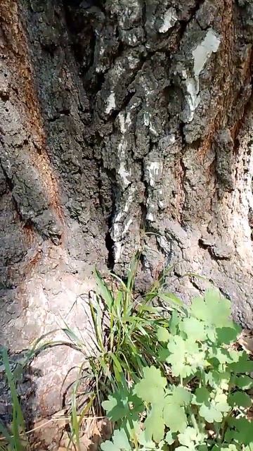 красивые высокие берёзы смотреть онлайн