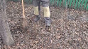 Как убрать поросль вишни. Поросль вишнёвых деревьев