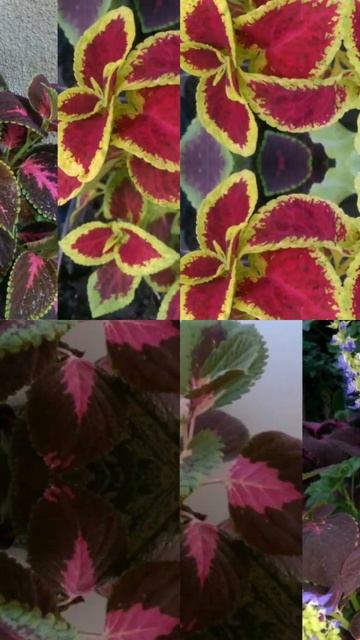 #колеус #цветы смотреть онлайн