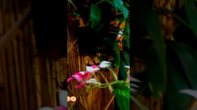 Санкт-Петербург Ботанический сад Петра Великого🌟Цве смотреть онлайн