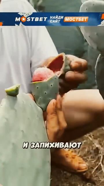зачем эти люди едят кактусы?😨🌵 смотреть онлайн