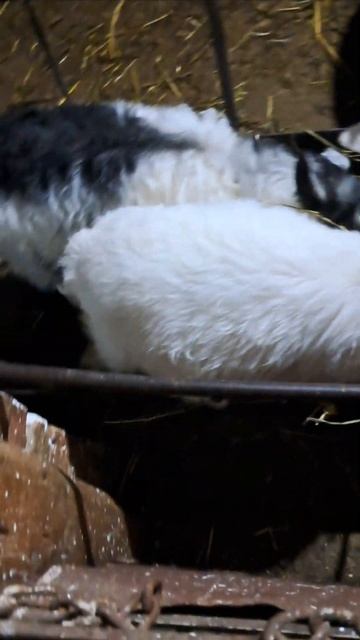 Клевер после дроблёки. смотреть онлайн