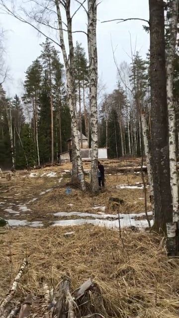 Сбор березового сока смотреть онлайн