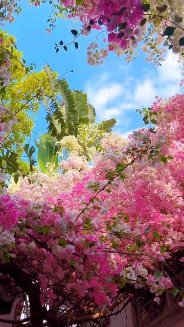 Вот такой должна быть обстановка за дверью дома 😍Что? смотреть онлайн