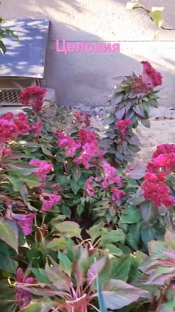 Цветок семейства аморантовых. Целозия гребешковая.