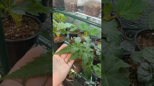 Всем добра🌺🌺🌺Бегонии клубневые.Отправка укоренен? смотреть онлайн