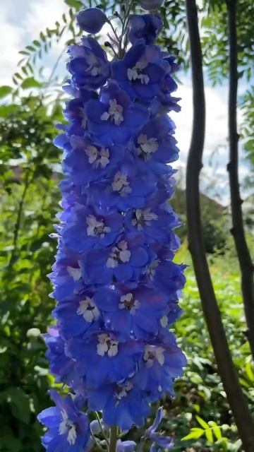 ДЕЛЬФИНИУМ… смотреть онлайн