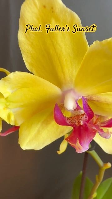 💙💛Моя новинка🔥Fuller’s sunset або Modena💚красива мутація смотреть онлайн