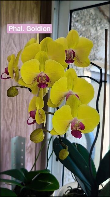 Вот и зацвела очередная жёлтая красавица ❤️ #orchid #орх? смотреть онлайн