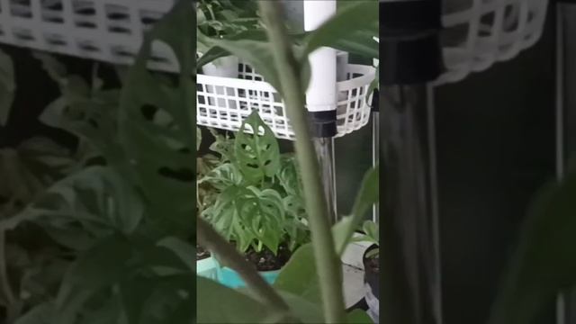 Жалею, что не знала об этом раньше #растения #замиокуль смотреть онлайн
