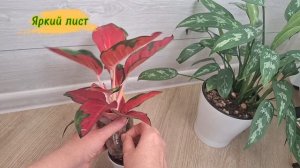 АГЛАОНЕМА: размножение, укоренение воздушной отводко?